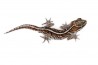 Paroedura picta, adulte