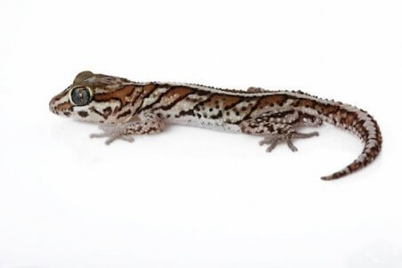 Paroedura picta, adulte