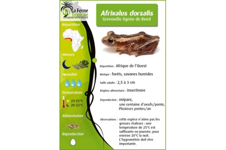 Afrixalus dorsalis