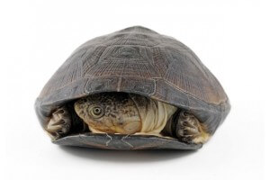 Pelusios castaneus, 6-8 cm