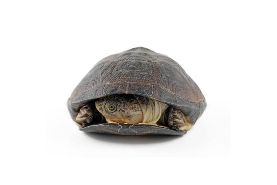 Pelusios castaneus, 6-8 cm