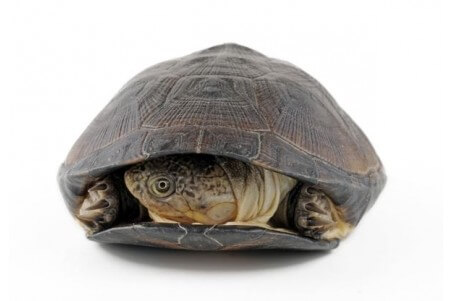 Pelusios castaneus, 6-8 cm