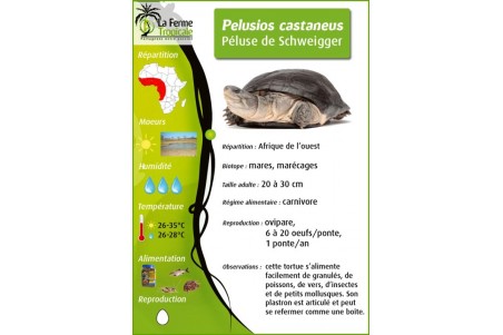 Pelusios castaneus, adulte