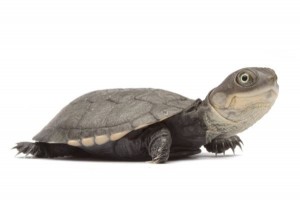 Pelomedusa subrufa, bébé
