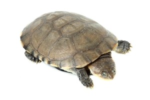 Pelomedusa subrufa, 6-8 cm