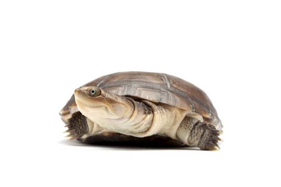 Pelomedusa subrufa, 4-6 cm