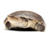 Pelomedusa subrufa, 4-6 cm