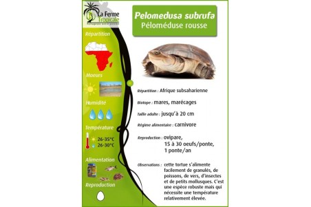 Pelomedusa subrufa, 4-6 cm
