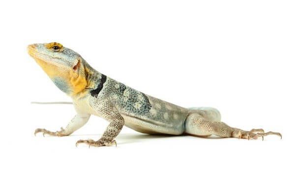 Petrosaurus thalassinus