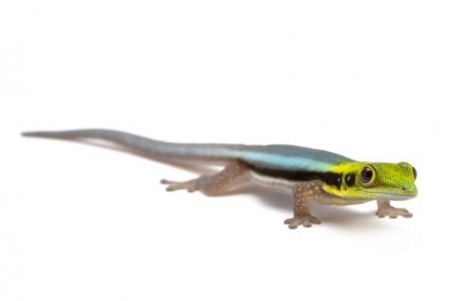 Phelsuma klemmeri
