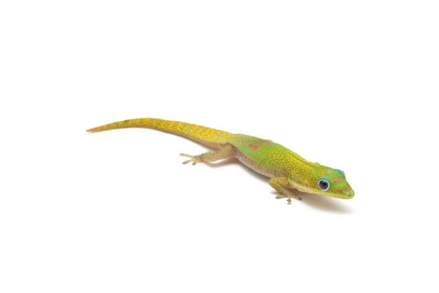 Phelsuma l. laticauda Phelsuma l. laticauda