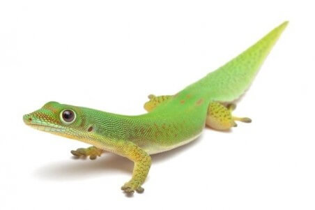 Phelsuma l. laticauda