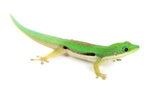 Phelsuma lineata