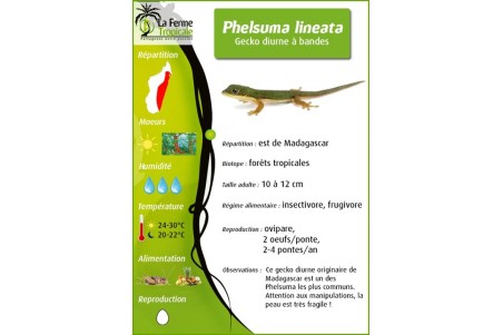 Phelsuma lineata
