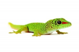 Phelsuma grandis, juvénile