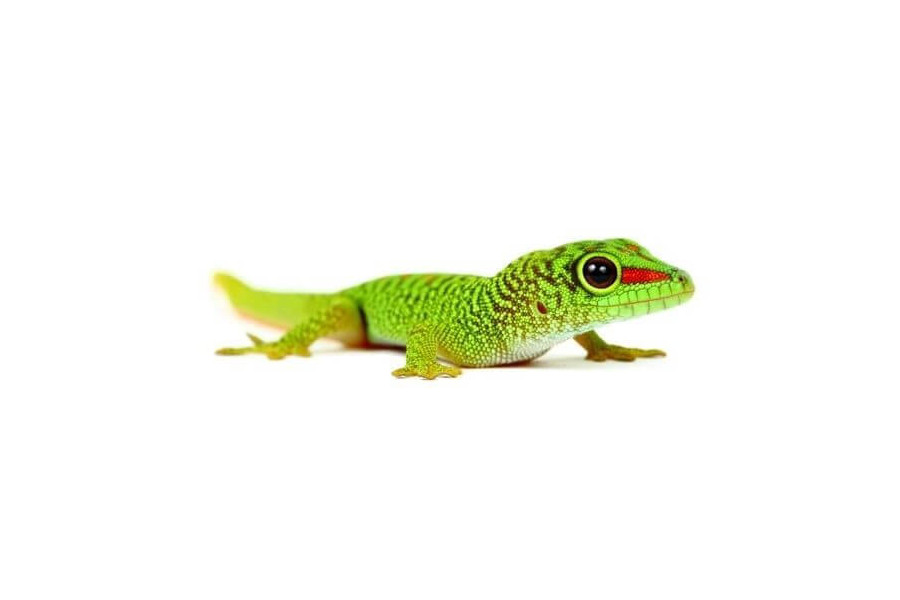 Phelsuma grandis, juvénile