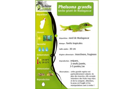 Phelsuma grandis, adulte