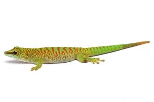 Phelsuma grandis, juvénile "high red"