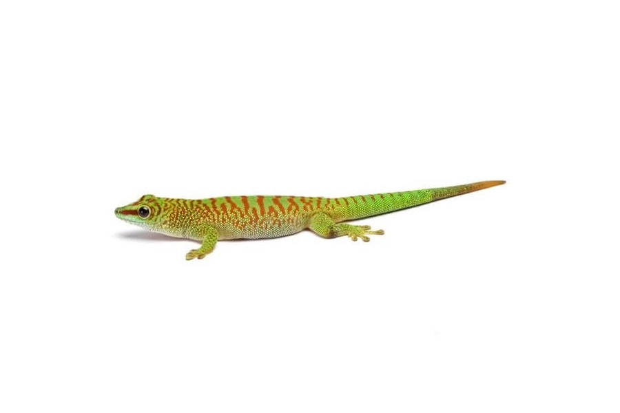 Phelsuma grandis, juvénile "high red" Phelsuma grandis, juvénile "high red"