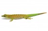 Phelsuma grandis, juvénile "high red"