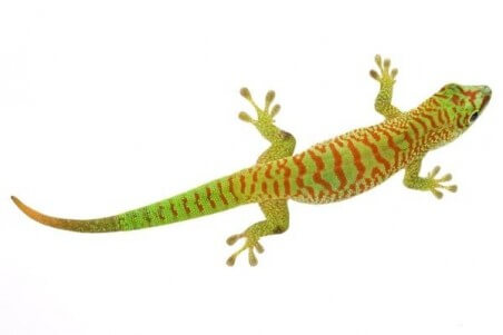 Phelsuma grandis, juvénile "high red"