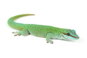Phelsuma kochi