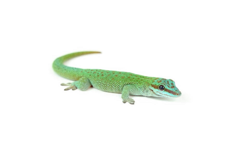 Phelsuma kochi