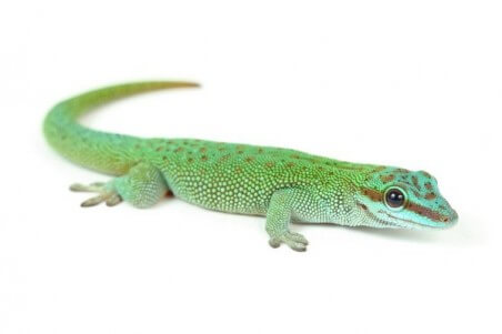 Phelsuma kochi