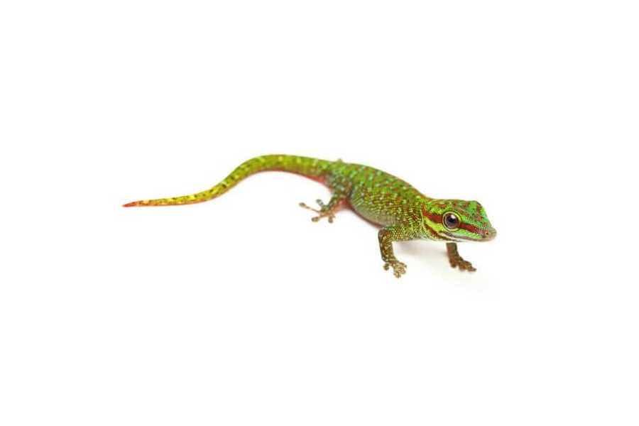 Phelsuma madagascariensis