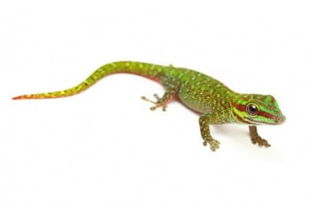 Phelsuma madagascariensis