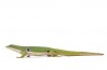 Phelsuma quadriocellata