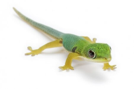 Phelsuma quadriocellata