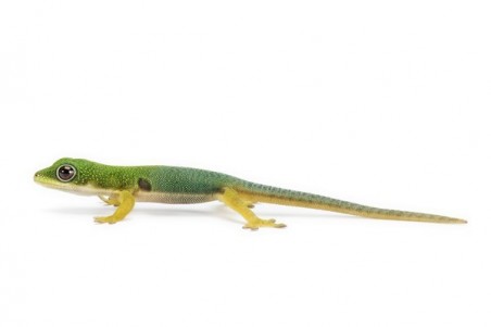 Phelsuma quadriocellata