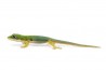Phelsuma quadriocellata