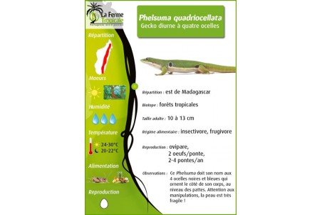 Phelsuma quadriocellata