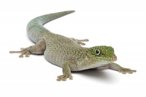 Phelsuma standingi