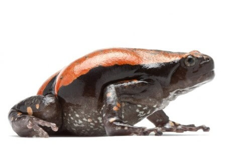 Phrynomantis microps