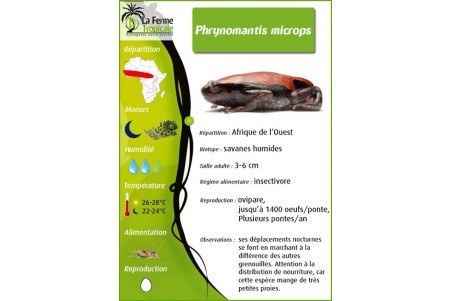 Phrynomantis microps