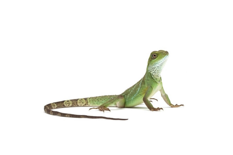 Physignathus cocincinus, 35-40 cm