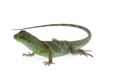 Physignathus cocincinus, 35-40 cm