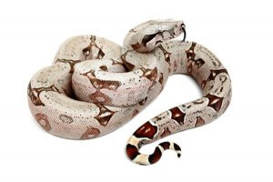 Boa constrictor amarali