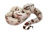 Boa constrictor amarali