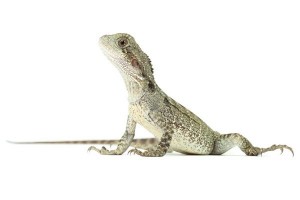 Intellagama (Physignathus) lesueurii