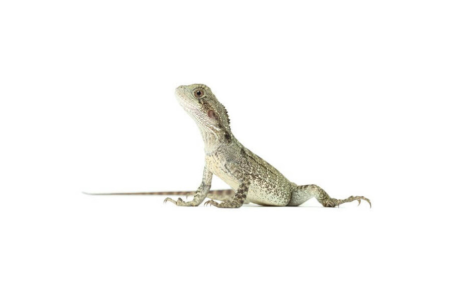 Intellagama (Physignathus) lesueurii