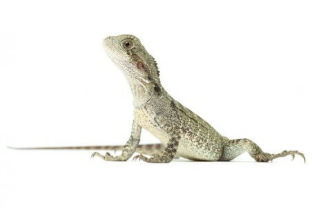 Intellagama (Physignathus) lesueurii