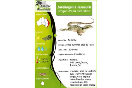 Intellagama (Physignathus) lesueurii