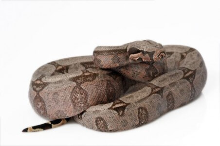 Boa constrictor amarali