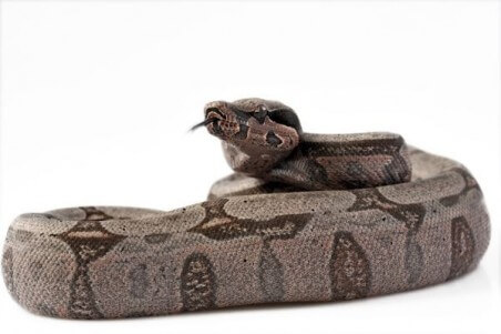 Boa constrictor amarali