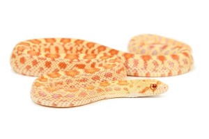 Pituophis catenifer affinis, albinos
