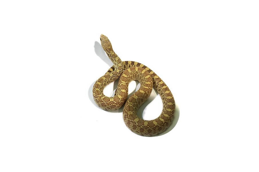 Pituophis catenifer sayi, hypomélanistique Pituophis catenifer sayi, hypomélanistique